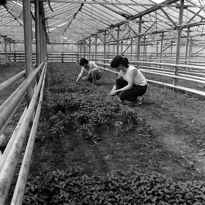 minerva_1970_Agrare_c1_c1r4_012