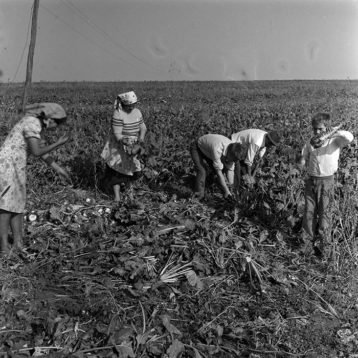 minerva_1970_Agrare_c1_c2r5_002