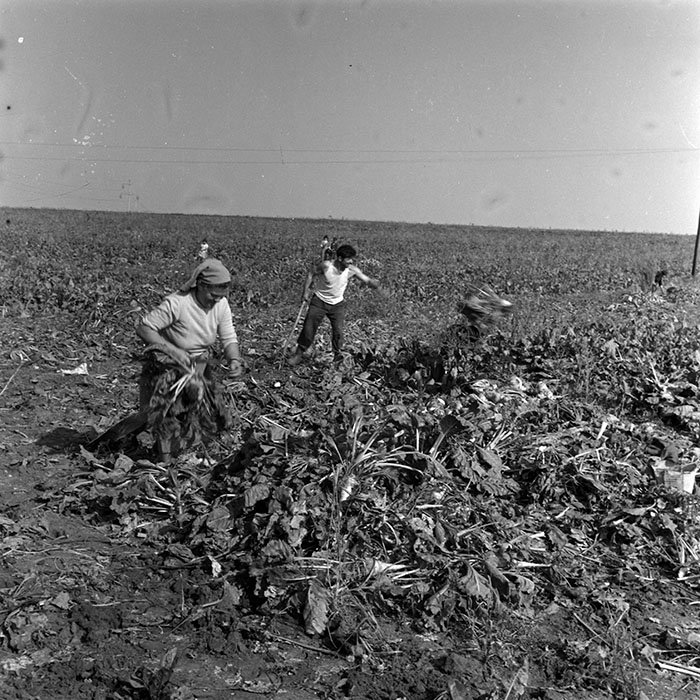 minerva_1970_Agrare_c1_c2r5_003