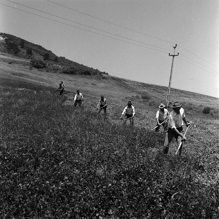 minerva_1970_Agrare_c1_c3r2_007