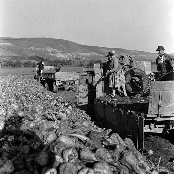 minerva_1970_Agrare_c1_c3r2_016