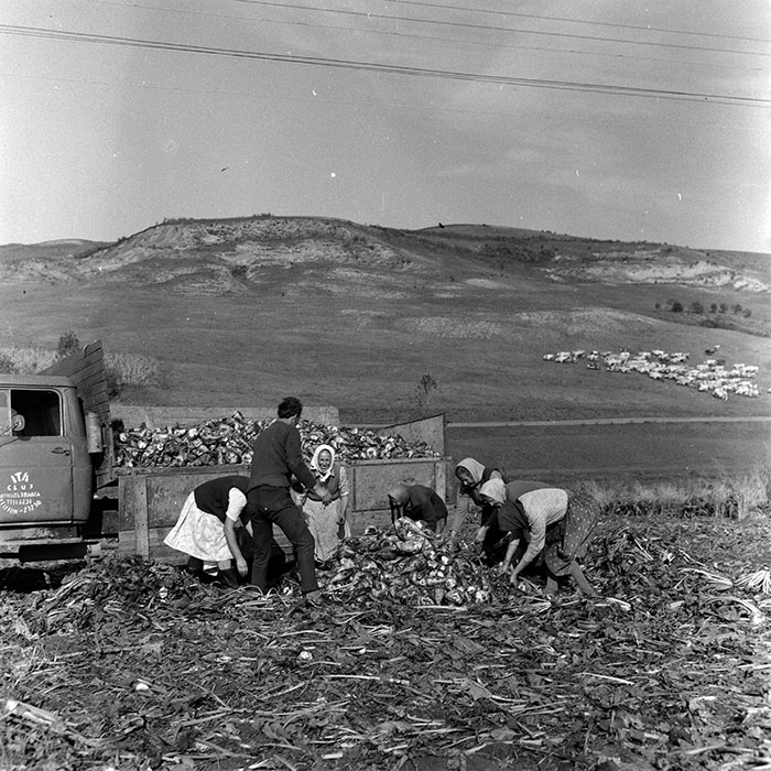 minerva_1970_Agrare_c1_c3r2_023