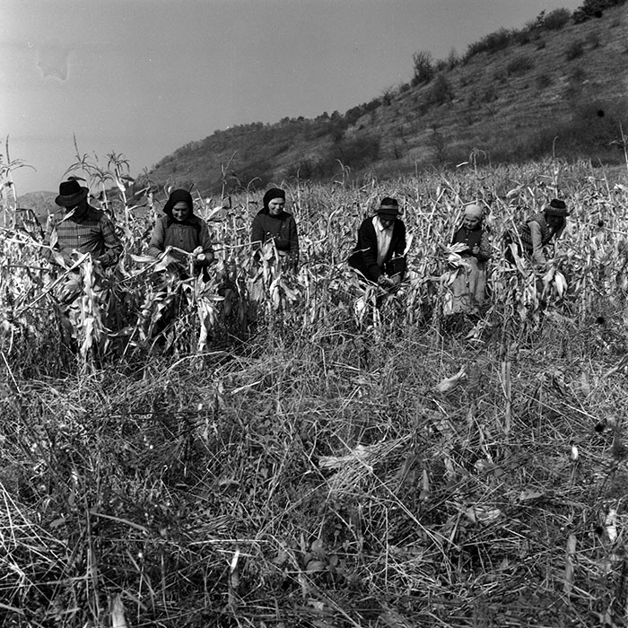 minerva_1970_Agrare_c1_c3r5_004