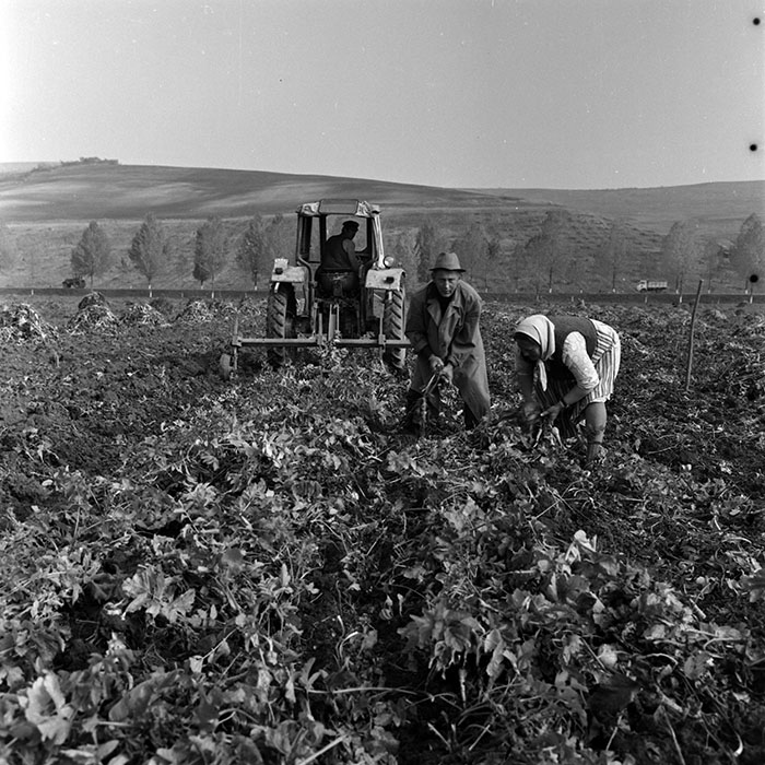 minerva_1970_Agrare_c1_c3r5_011