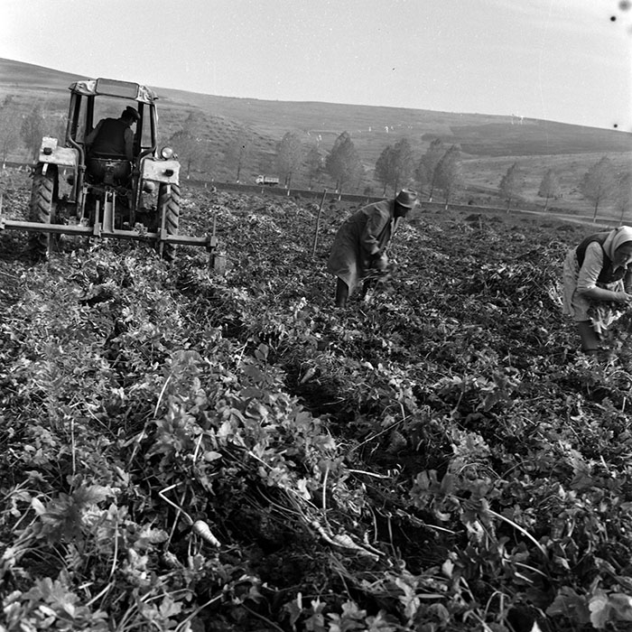 minerva_1970_Agrare_c1_c3r5_012