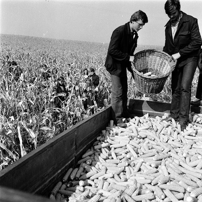 minerva_1970_Agrare_c1_c3r5_021