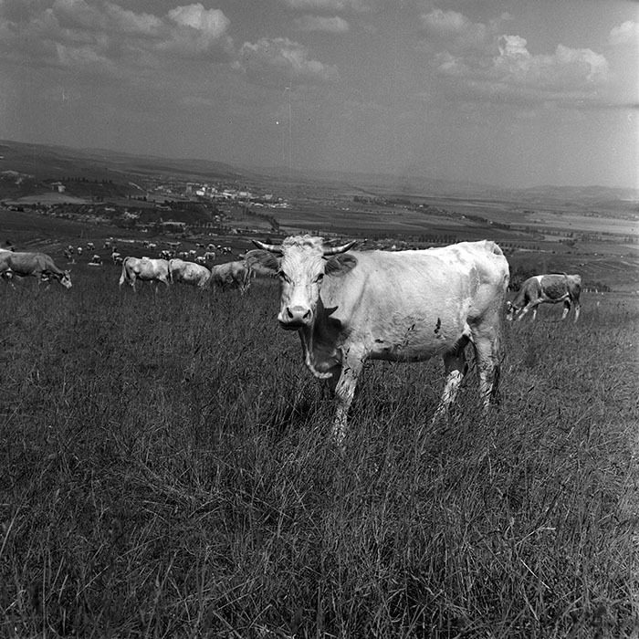 minerva_1970_Agrare_c1_c4r2_004