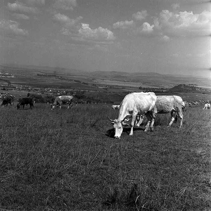 minerva_1970_Agrare_c1_c4r2_005