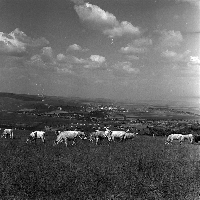 minerva_1970_Agrare_c1_c4r2_006