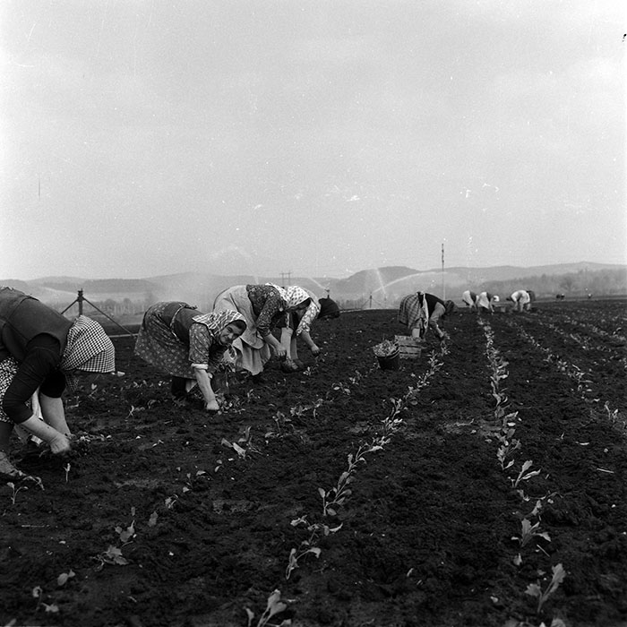 minerva_1970_Agrare_c1_c4r5_001