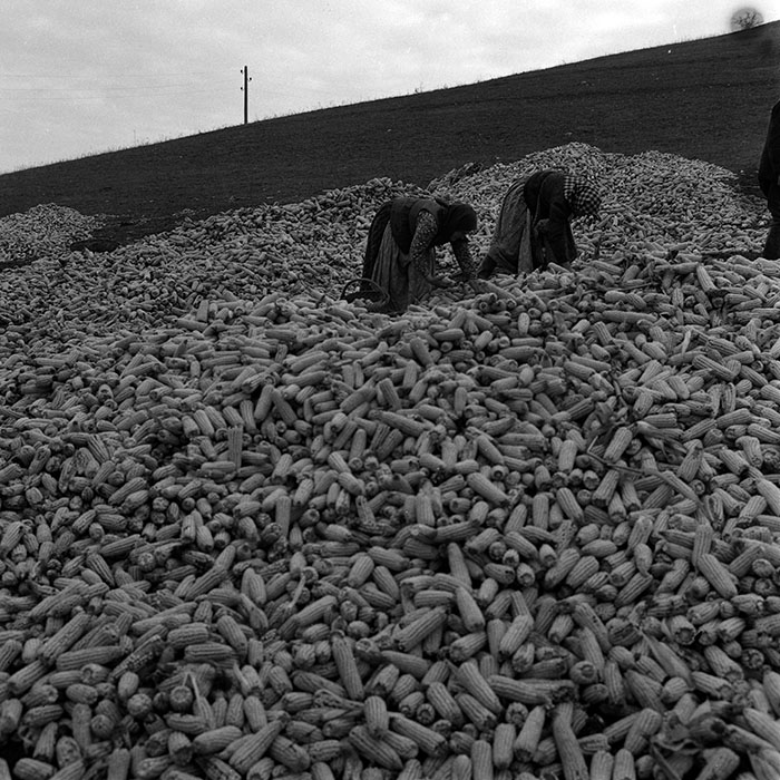 minerva_1970_Agrare_c1_c5r2_010