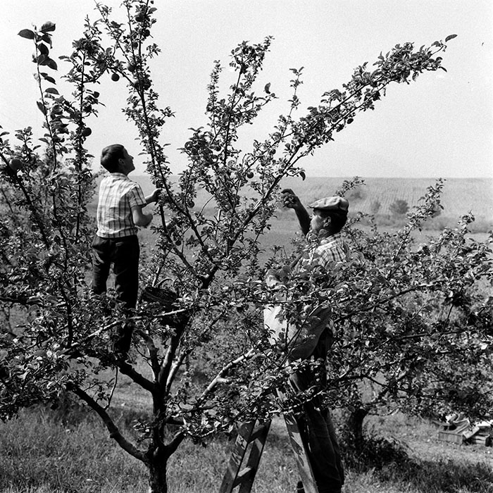 minerva_1970_Agrare_c1_c5r3_011