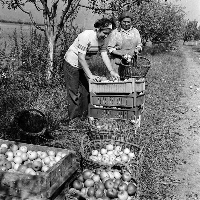 minerva_1970_Agrare_c1_c5r3_012