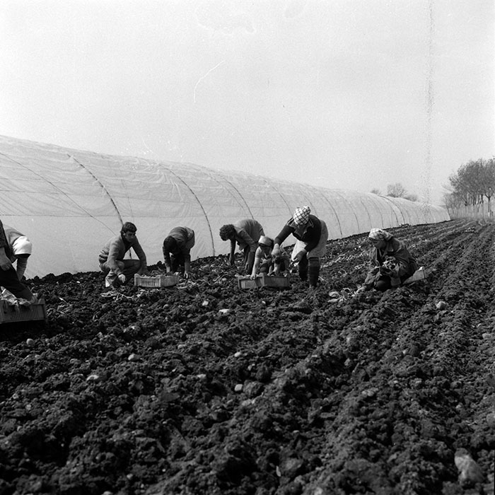 minerva_1970_Agrare_c1_c5r4_001