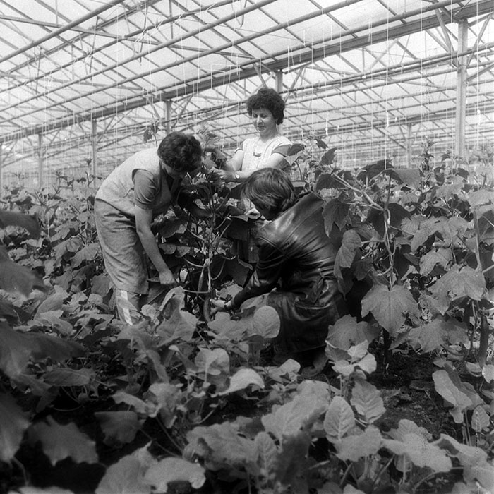 minerva_1970_Agrare_c1_c5r4_003