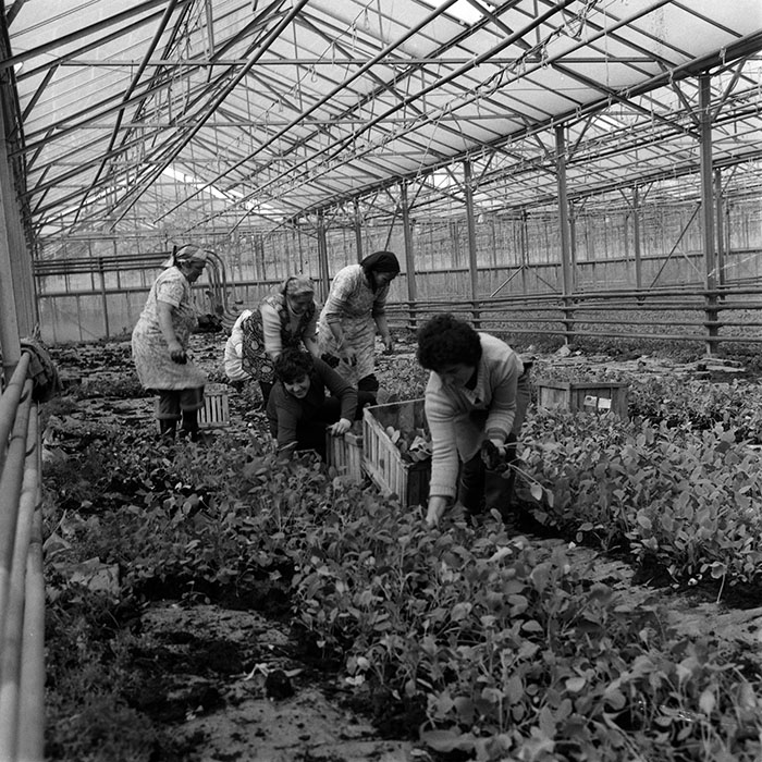 minerva_1970_Agrare_c1_c5r4_006