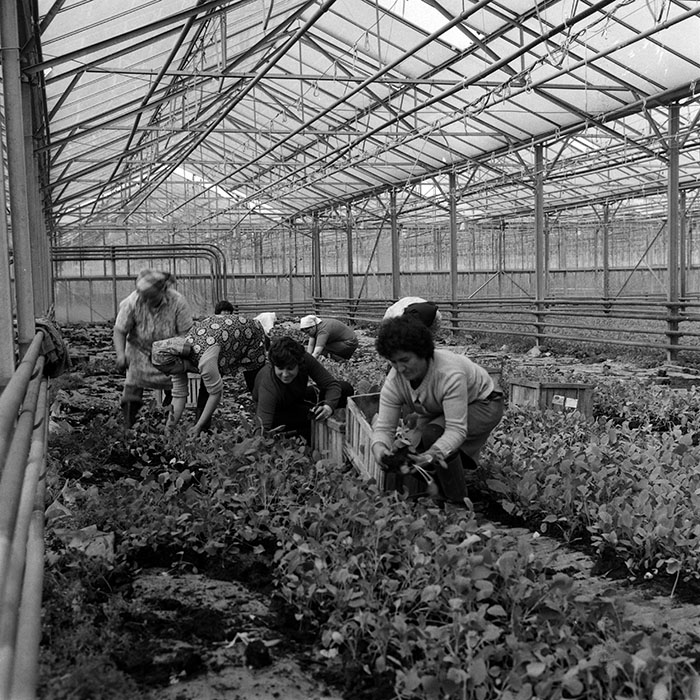 minerva_1970_Agrare_c1_c5r4_007