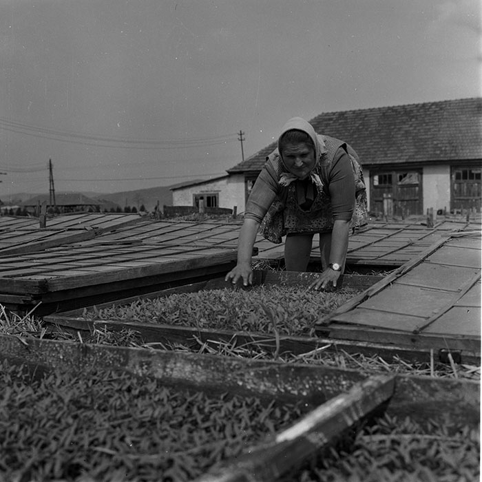 minerva_1970_Agrare_c1_c5r5_003