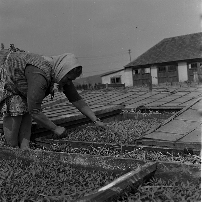 minerva_1970_Agrare_c1_c5r5_004