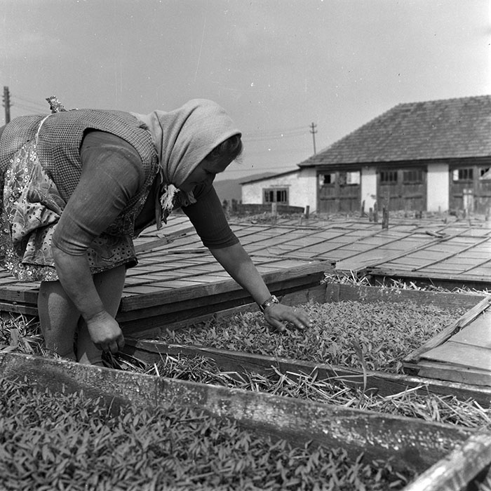 minerva_1970_Agrare_c1_c5r5_005