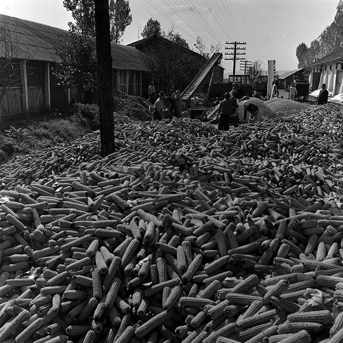 minerva_1970_Agrare_c1_c6r3_003