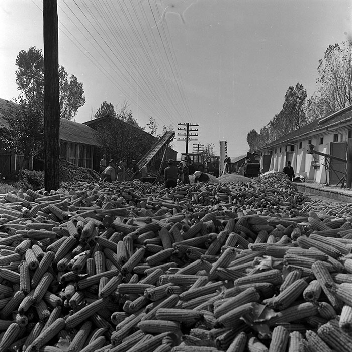 minerva_1970_Agrare_c1_c6r3_004