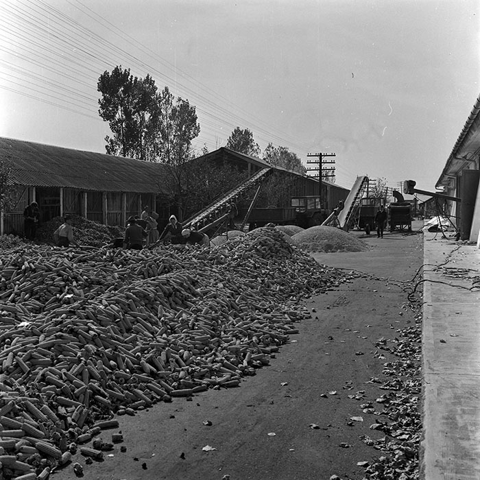 minerva_1970_Agrare_c1_c6r3_005