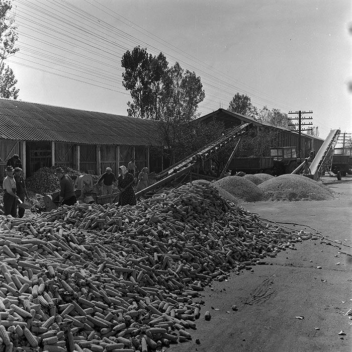 minerva_1970_Agrare_c1_c6r3_006