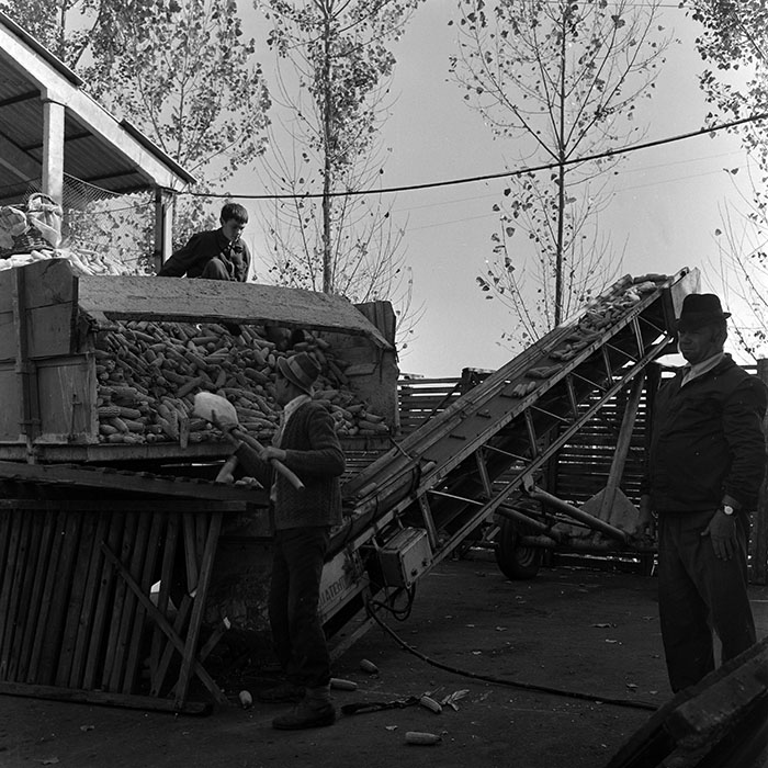 minerva_1970_Agrare_c1_c6r3_008