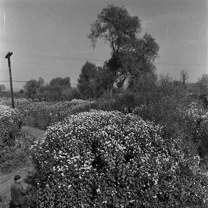 minerva_1970_Agrare_c1_c6r3_009