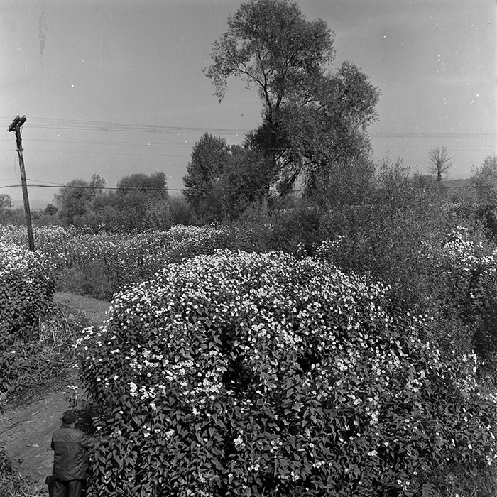 minerva_1970_Agrare_c1_c6r3_010