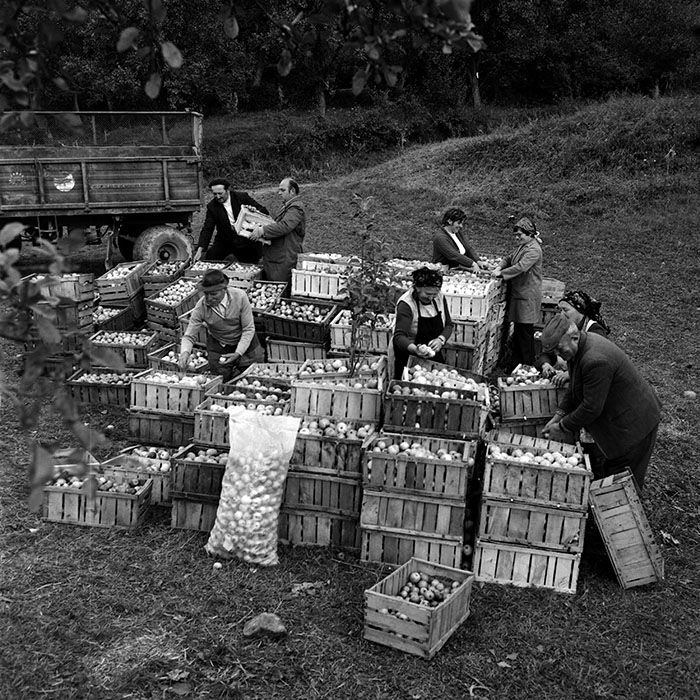 minerva_1970_Agrare_c1_c6r4_001