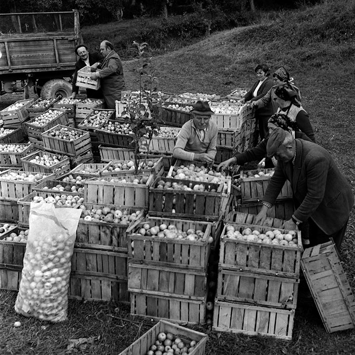 minerva_1970_Agrare_c1_c6r4_002