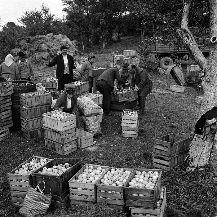 minerva_1970_Agrare_c1_c6r4_003