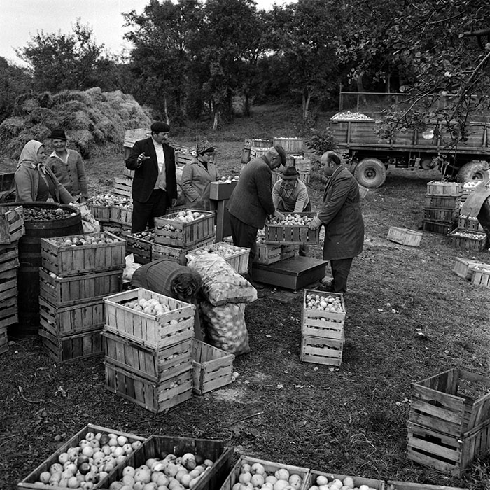 minerva_1970_Agrare_c1_c6r4_004