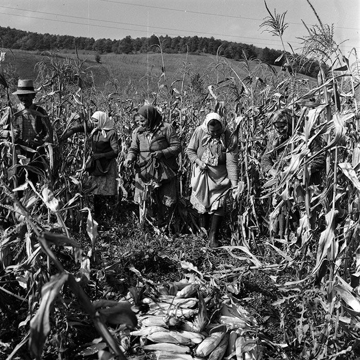 minerva_1970_Agrare_c1_c6r4_006