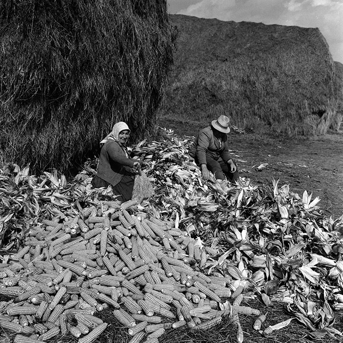 minerva_1970_Agrare_c1_c6r4_007