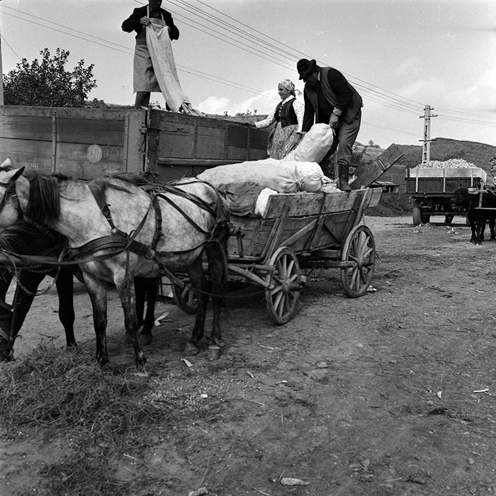 minerva_1970_Agrare_c1_c6r4_014