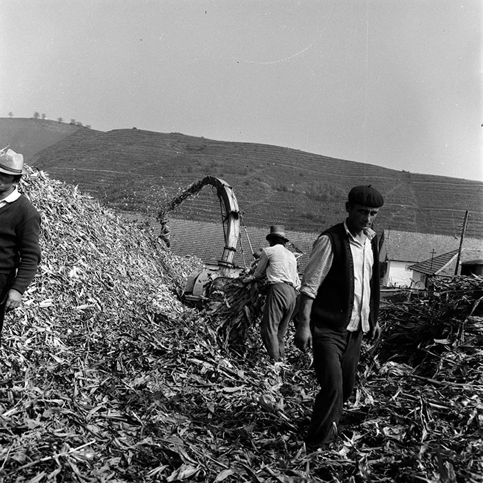 minerva_1970_Agrare_c1_c6r4_025