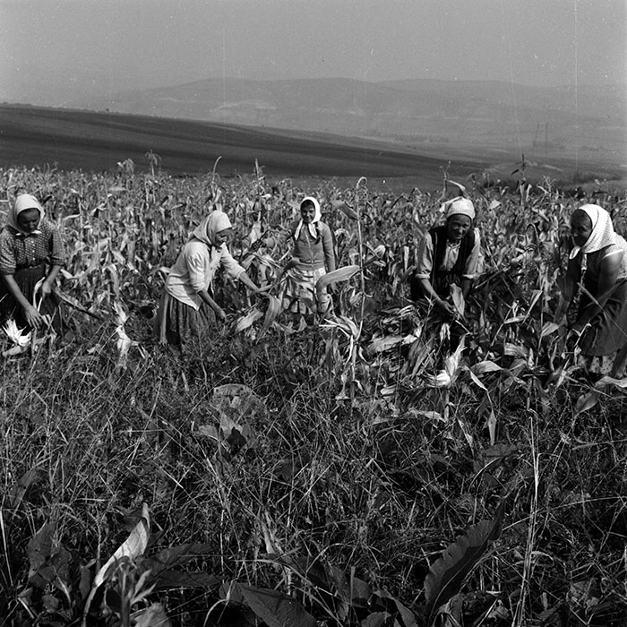 minerva_1970_Agrare_c1_c6r4_033