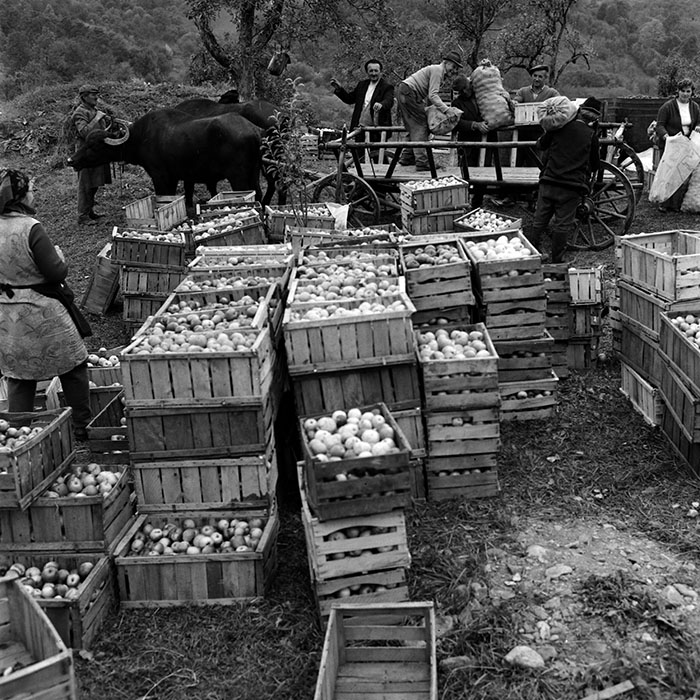 minerva_1970_Agrare_c1_c6r4_047