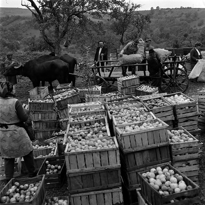 minerva_1970_Agrare_c1_c6r4_048