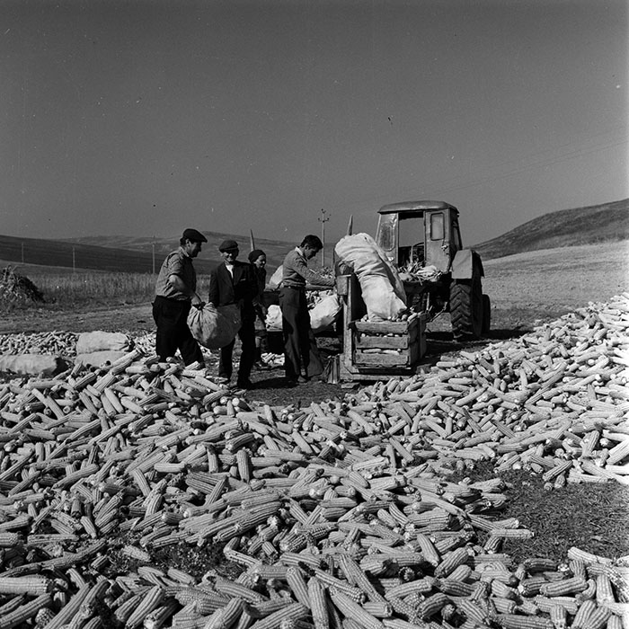 minerva_1970_Agrare_c1_c6r5_013