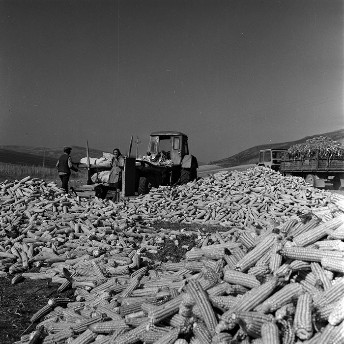 minerva_1970_Agrare_c1_c6r5_017