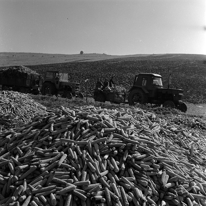 minerva_1970_Agrare_c1_c6r5_022