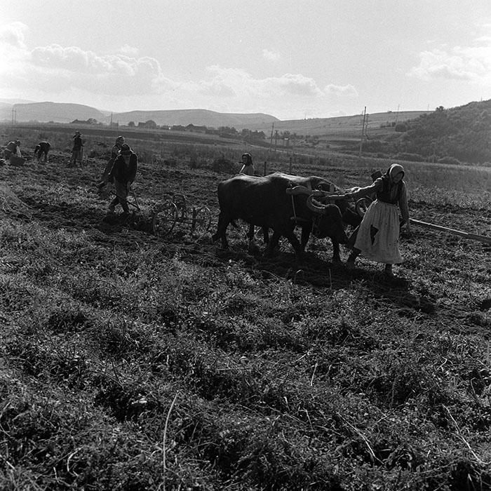 minerva_1970_Agrare_c1_c7r1_003