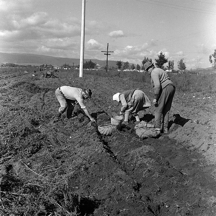 minerva_1970_Agrare_c1_c7r1_006