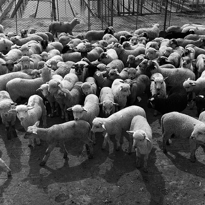 minerva_1970_Agrare_c1_c7r1_018