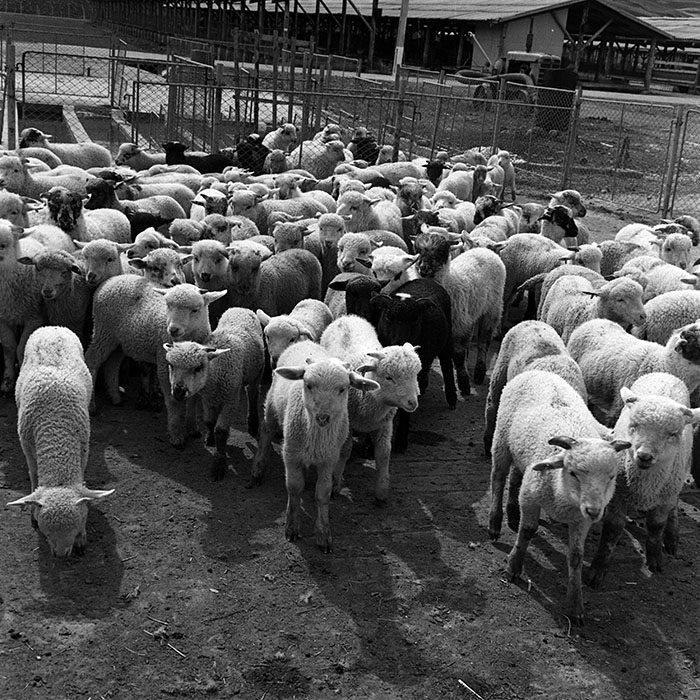 minerva_1970_Agrare_c1_c7r1_019