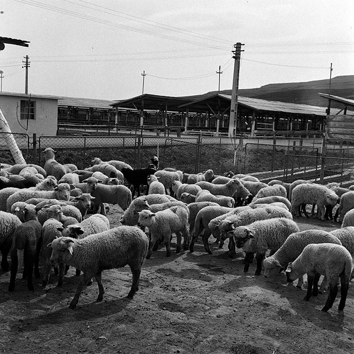 minerva_1970_Agrare_c1_c7r1_020